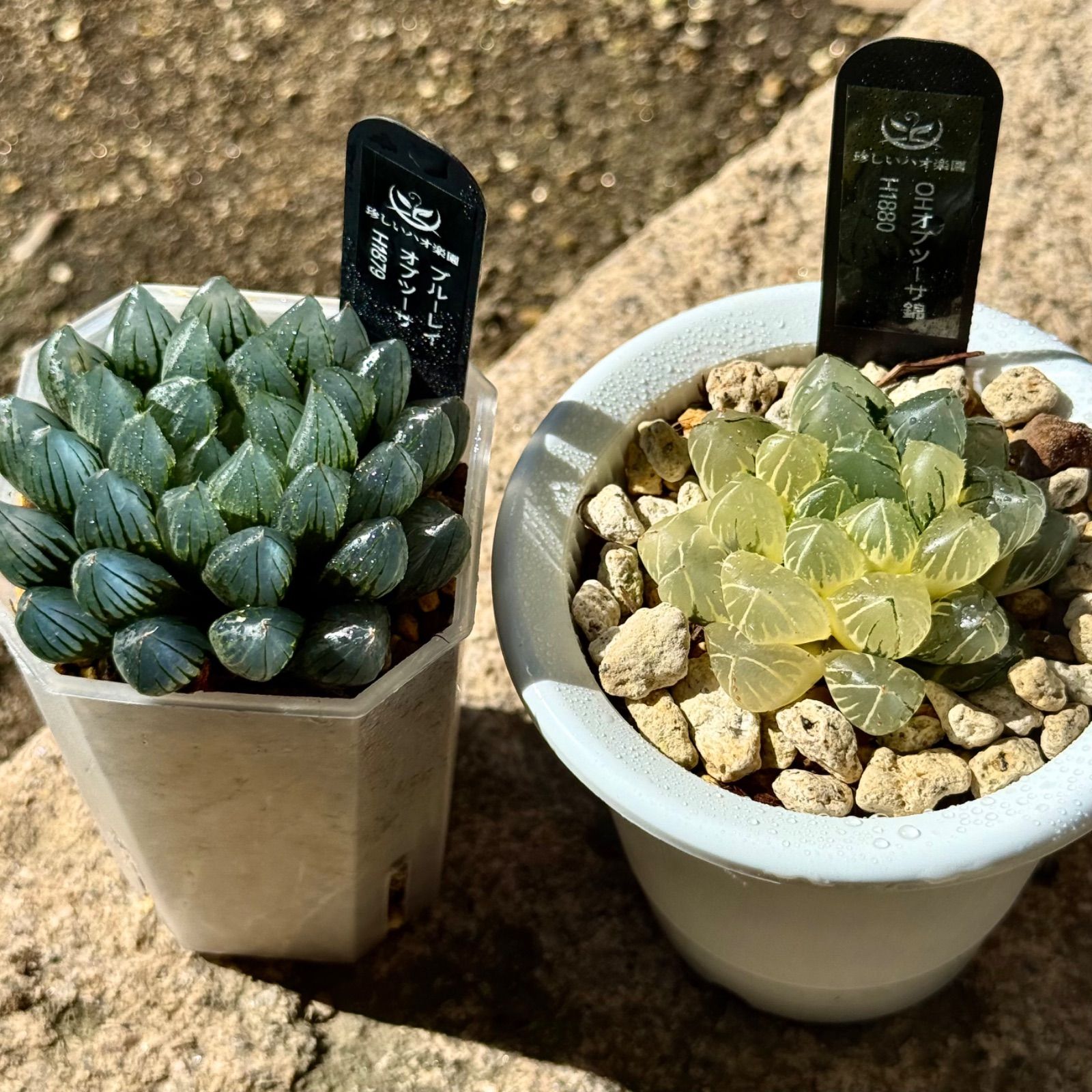 得々セットブルーレイオブツーサH1879、OHオブツーサ錦H1880