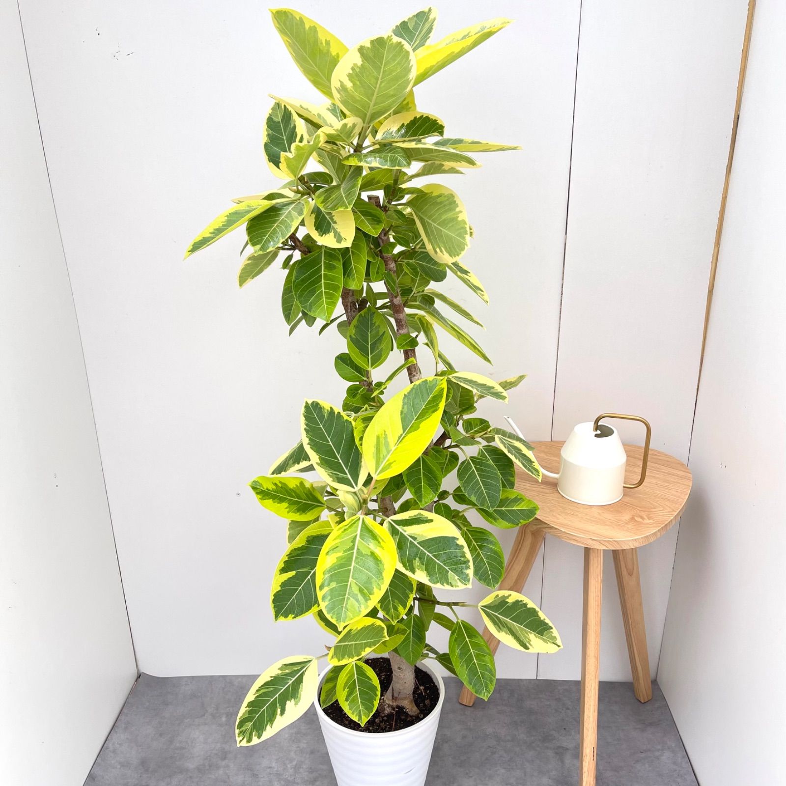 フィカス アルテシマ 曲がり 17【現品】観葉植物 室内 大型