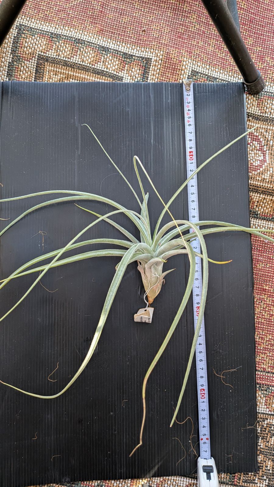 チランジア Peltry Jellyfish - メルカリ