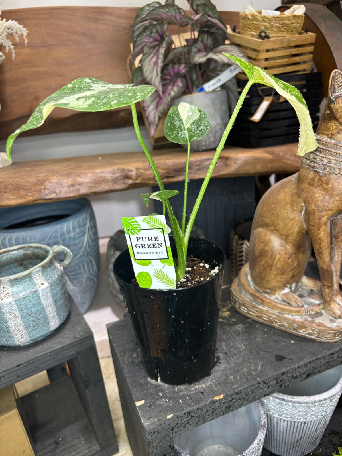 №4 5号鉢仕立て モンステラ 秀品 №1 5号鉢仕立て モンステラ