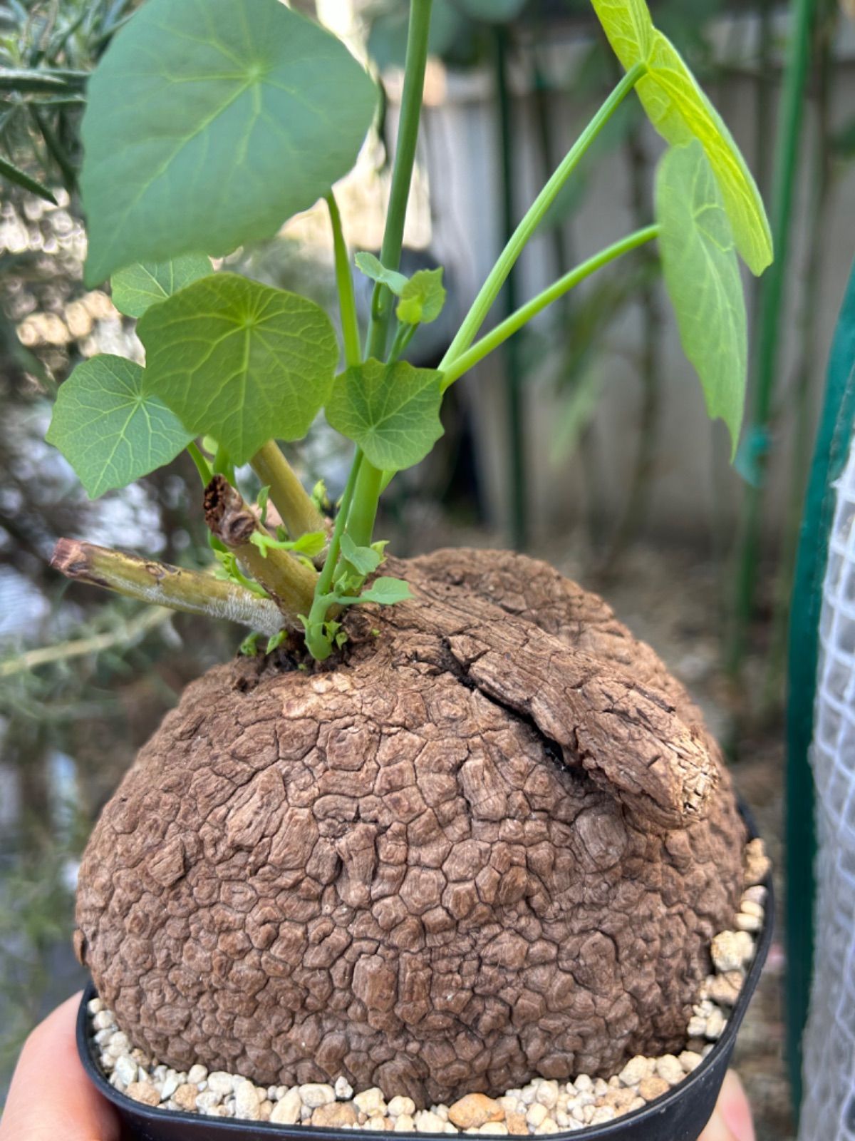 ステファニア スベローサ 発根発芽 鉢付