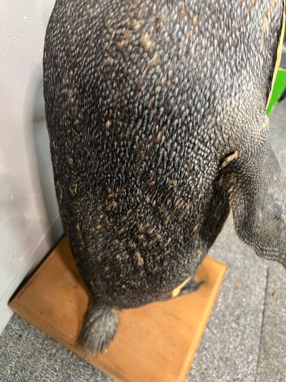 ⭐︎ 希少 ペンギン 剥製 オブジェ 動物 剥製 - メルカリ ⭐︎ 希少 ペンギン 剥製 オブジェ 動物 剥製 - メルカリ