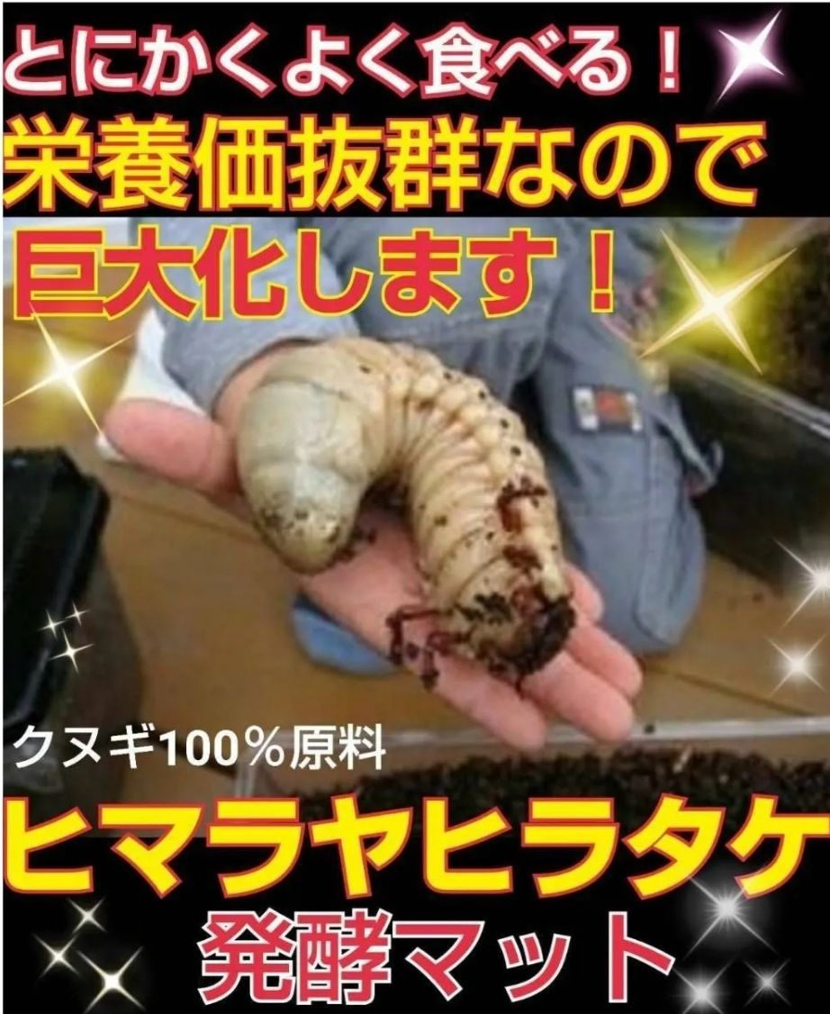 クヌギ100％原料使用