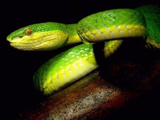 「緑の毒牙」 シロクチアオハブ 骨格標本 ☆ 即納 ☆ 「緑の毒牙」 シロクチアオハブ B 骨格標本（中） - 頭骨