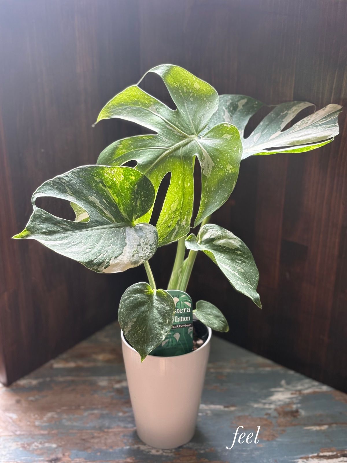 希少】斑入りモンステラ！只今お値引き中⭐︎ モンステラ祭り✨【大株