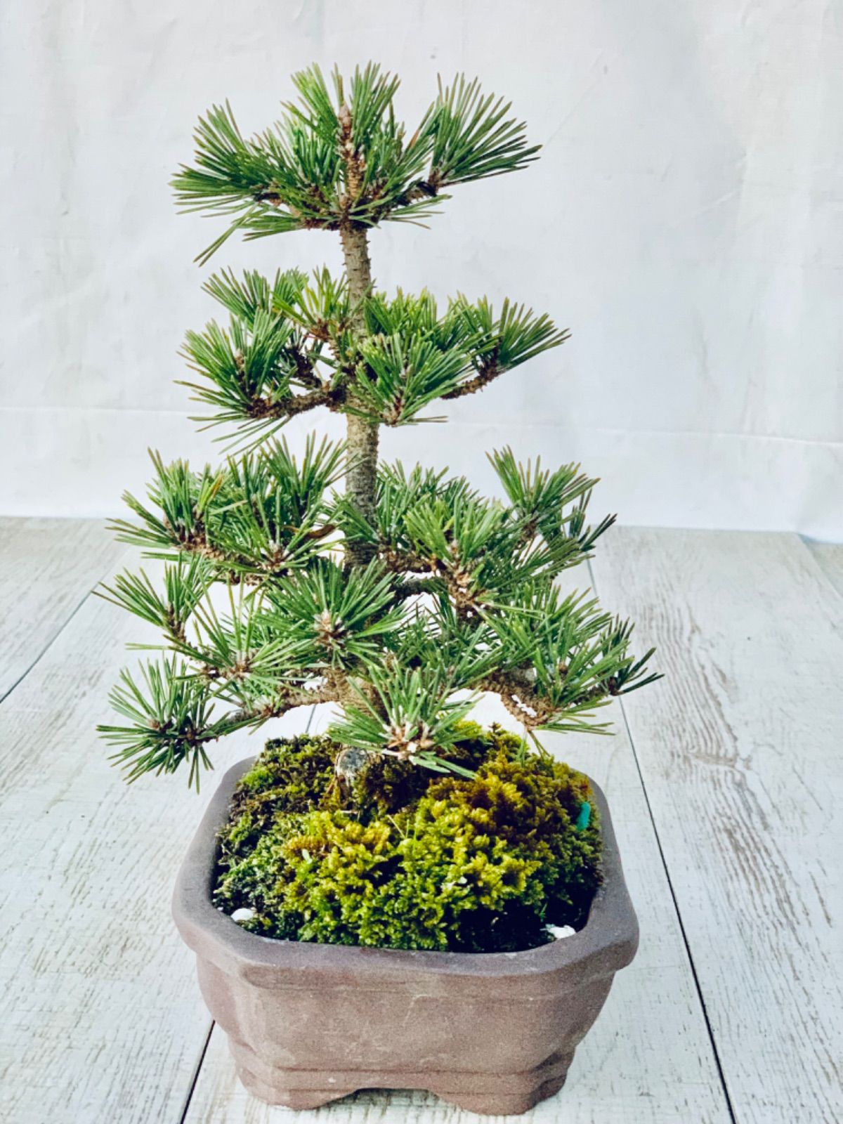 盆栽素材 黒松千寿丸 模様木 楽天市場】八ツ房 黒松 千寿丸 4号【送料無料】【盆栽素材】【松