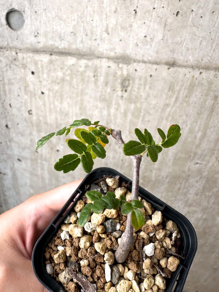 G646【自社養生株】ヤトロファ マルギナータ（発根株・鉢植え）【塊根