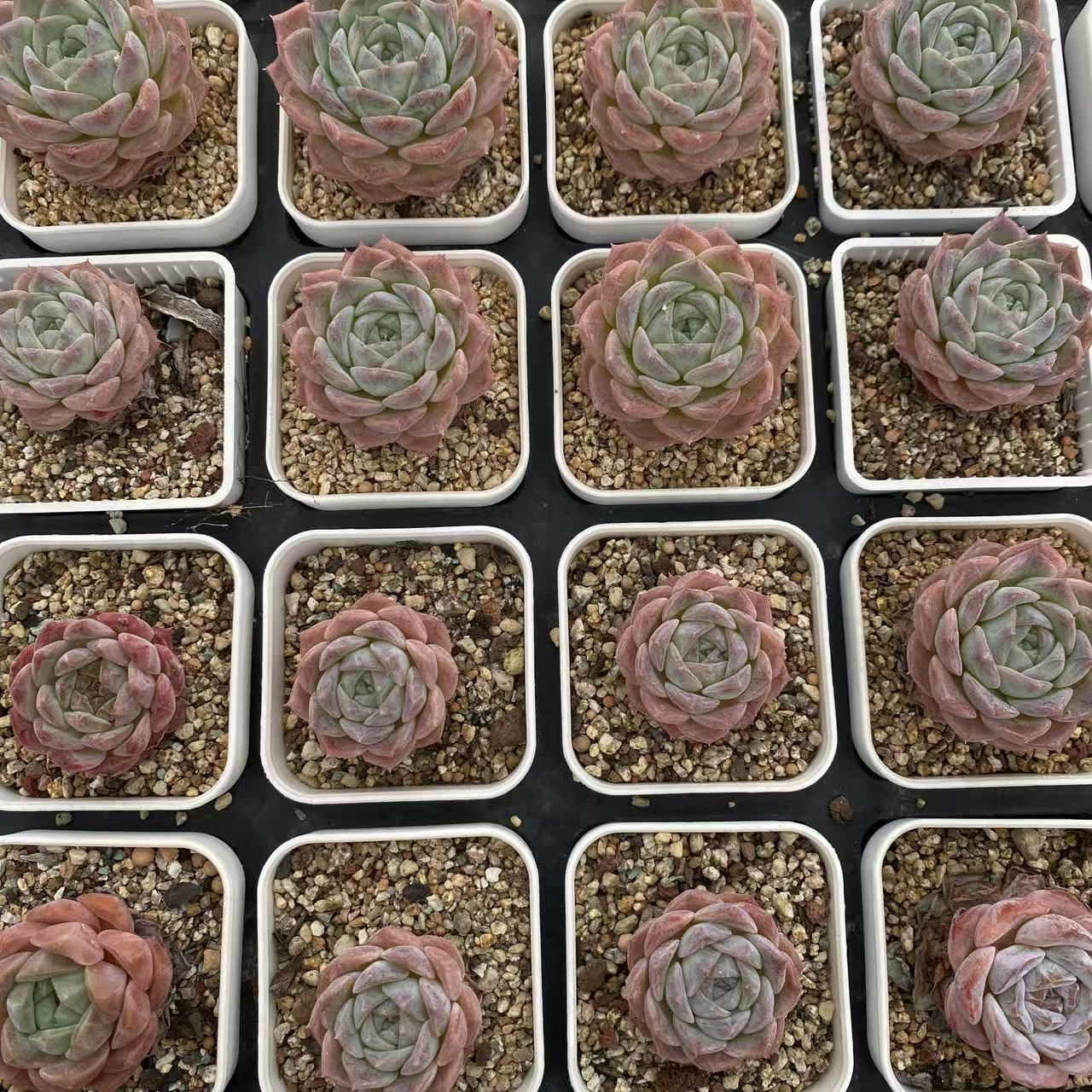40株の抜き苗セット】ピンクティ 多肉植物 佐川急便発送