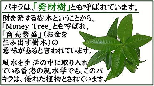 丸形｜ハイドロカルチャー ガラス鉢