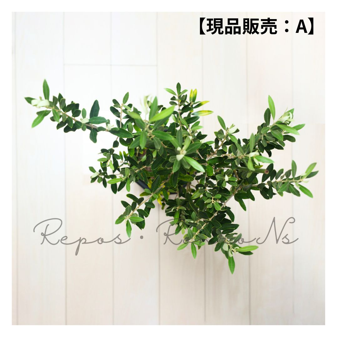 オリーブの木 アルベキナ 実が沢山付いてます！実を楽しみたい方に