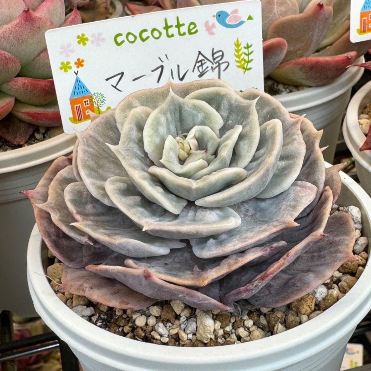 多肉植物 エルクホーン錦 美苗 良斑 輸入苗 根あり 速達 10-7