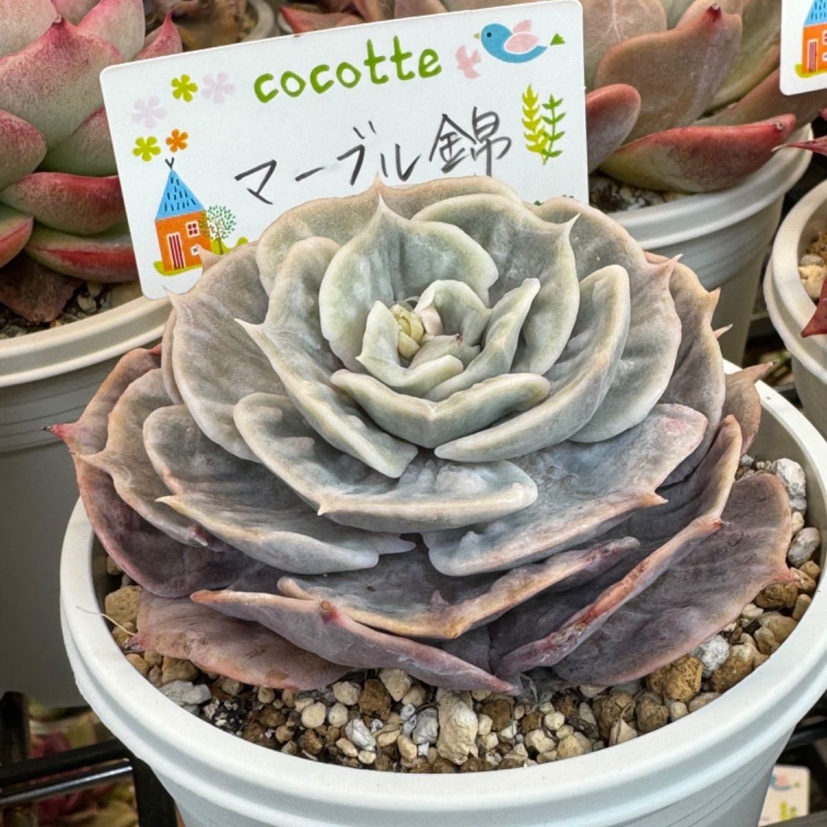 希少 多肉植物 観葉植物⭐️斑入りディスキディア エメラルド 抜き苗 