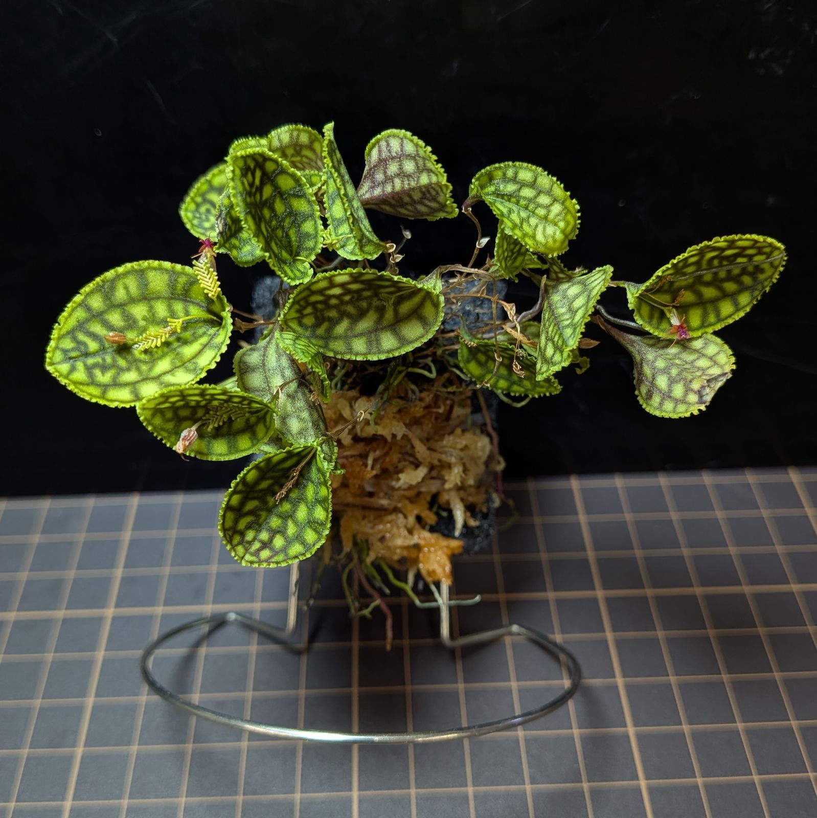 レパンテス カロディクティオン Lepanthes calodictyon