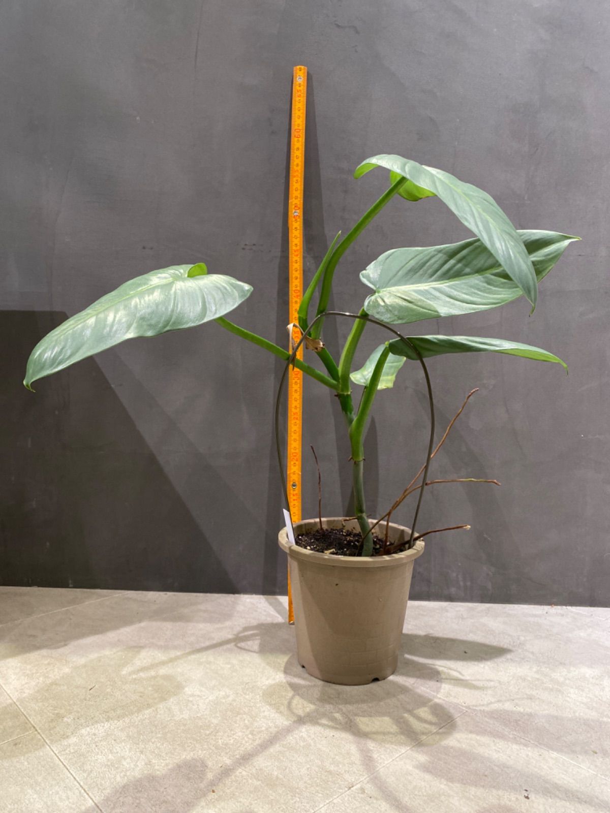 フィロデンドロン ハスタータム シルバーソード - メルカリ