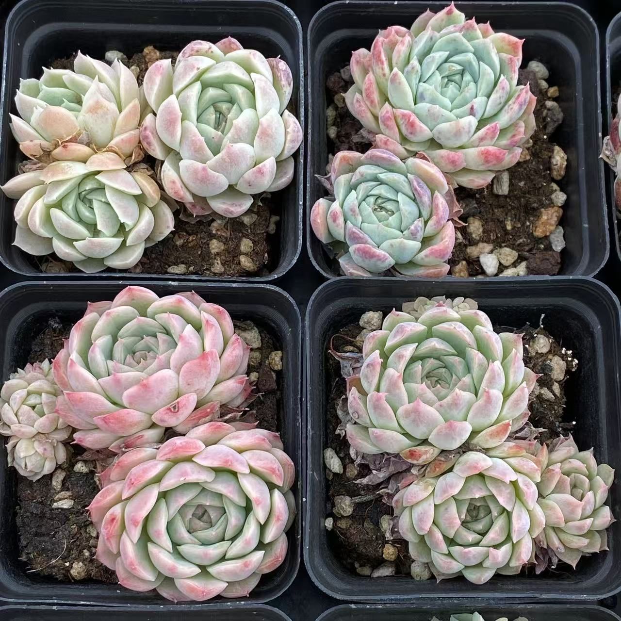 抜き苗 多肉植物