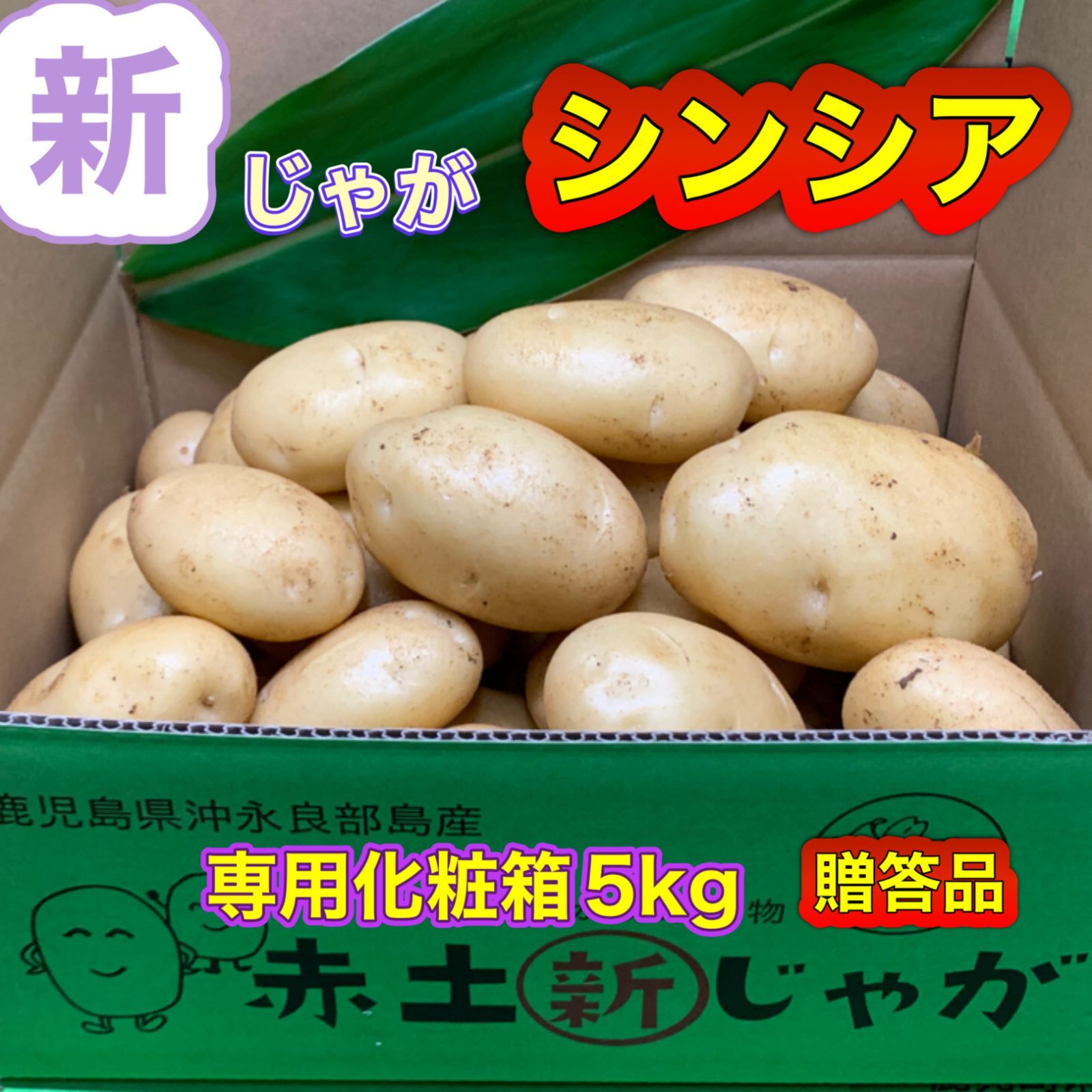 新じゃが シンシア 贈答品 ５ｋｇ - 野菜