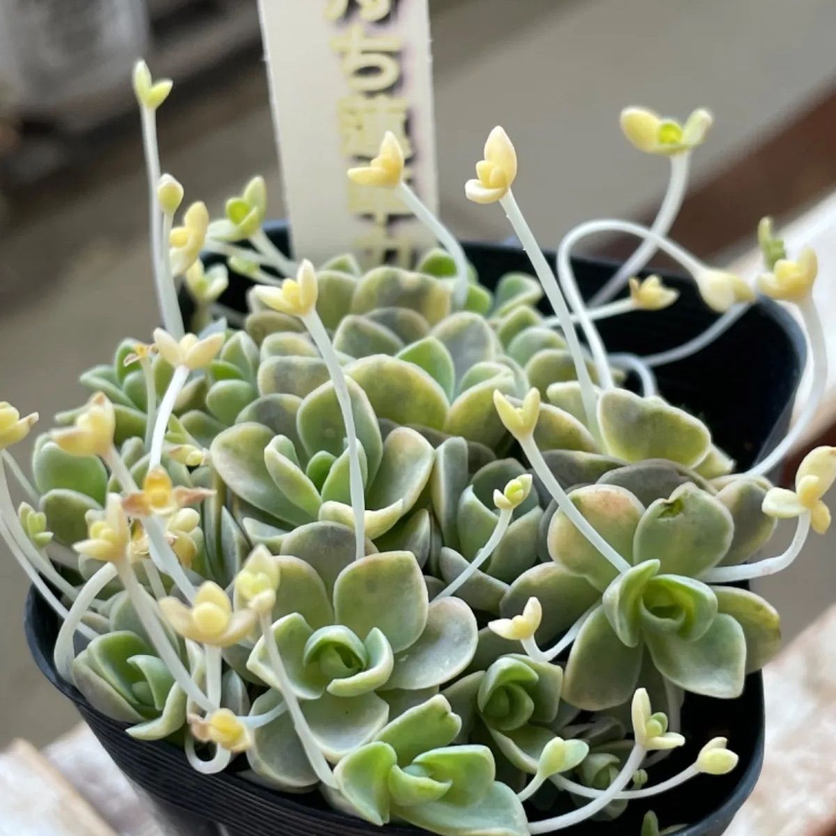 子持ち蓮華 カスタード❣️札付き❗️多肉植物 抜き苗 - メルカリ 子持ち蓮華 カスタード❣️札付き❗️多肉植物 抜き苗 - メルカリ