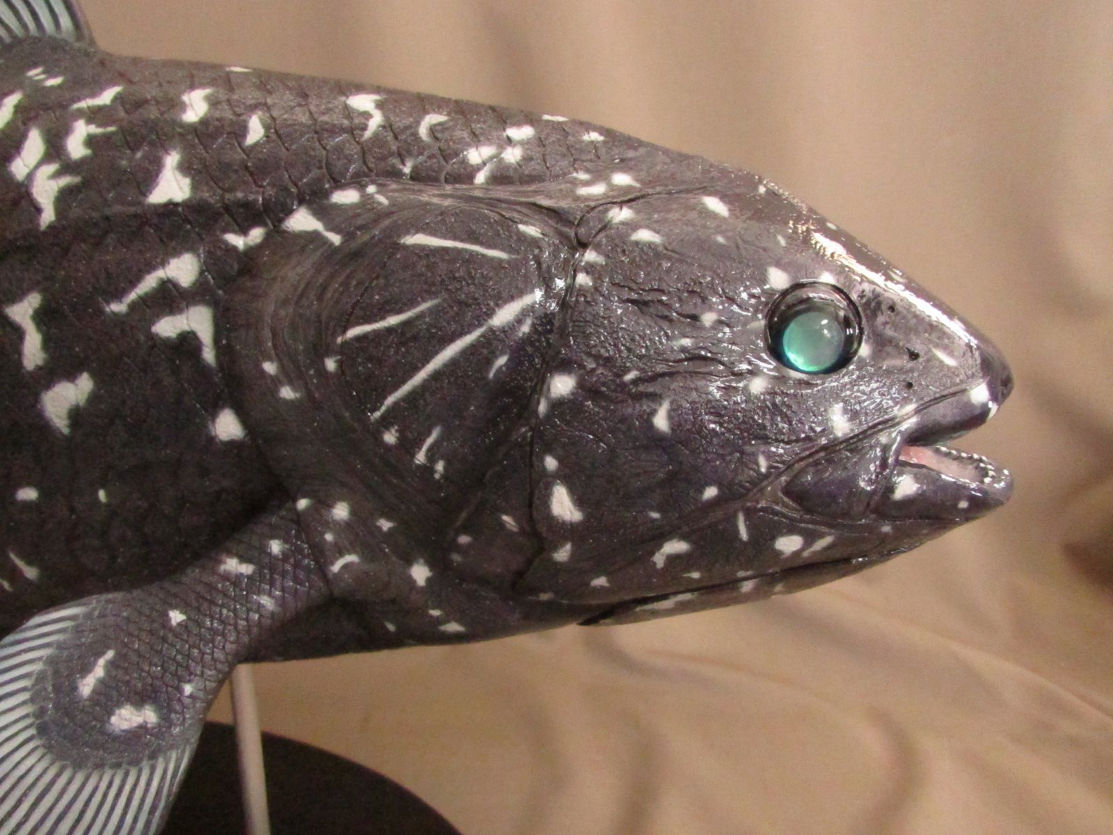 ハンドメイド ６１ｃｍシーラカンス フィギュア 魚模型 レプリカ 古代魚 化石魚 - メルカリ