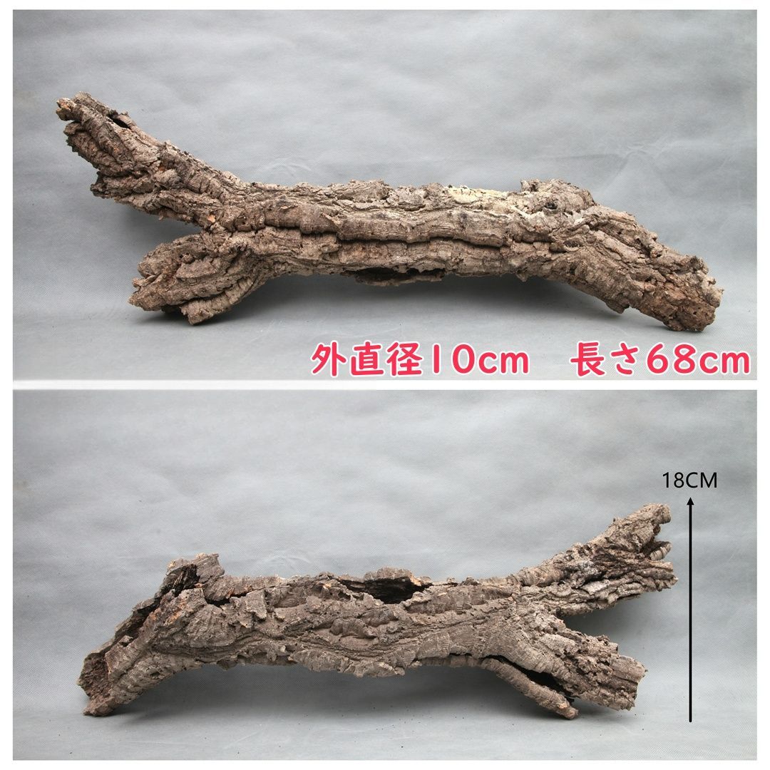 W137 ポルトガル産 厚め コルク樹皮 コルク板 バージンコルク チランジア ビカクシダ 着生ラン 両生類 爬虫類