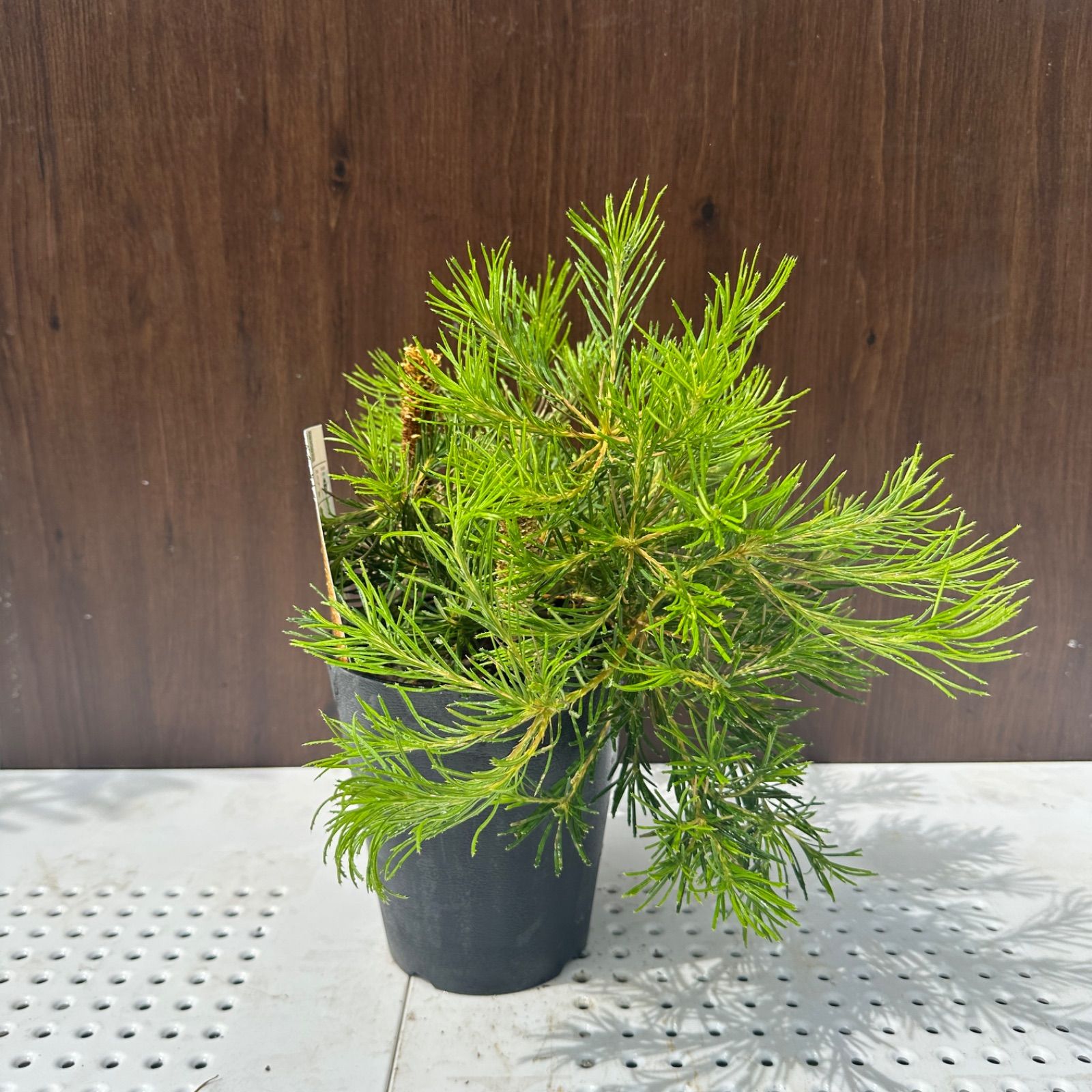 5号 花芽付き