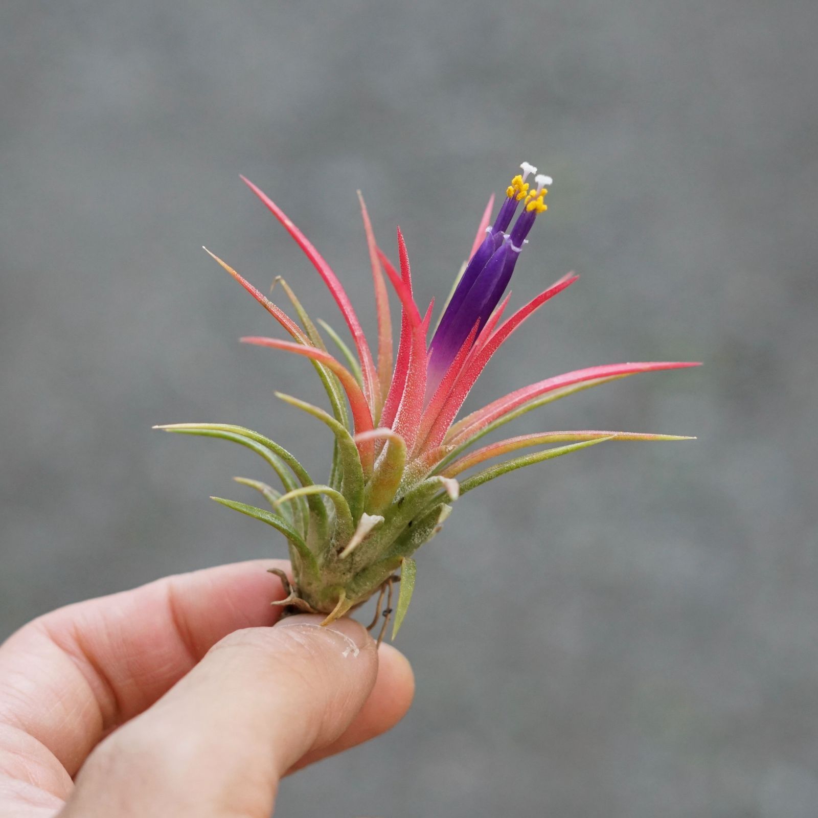 希少！イオナンタ ロケット/エアプランツ/エアープランツ 楽天市場】【希少・ハイブリッド】エアプランツ チランジア