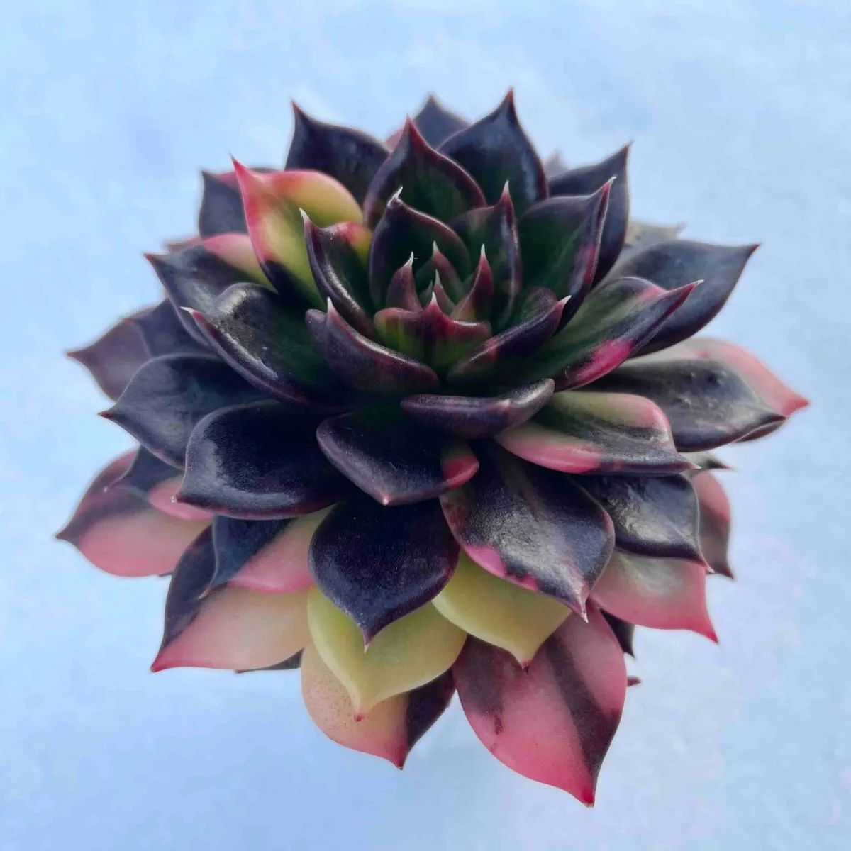 ブラックプリンス錦 ベス ベイツ メルカリ便 多肉植物