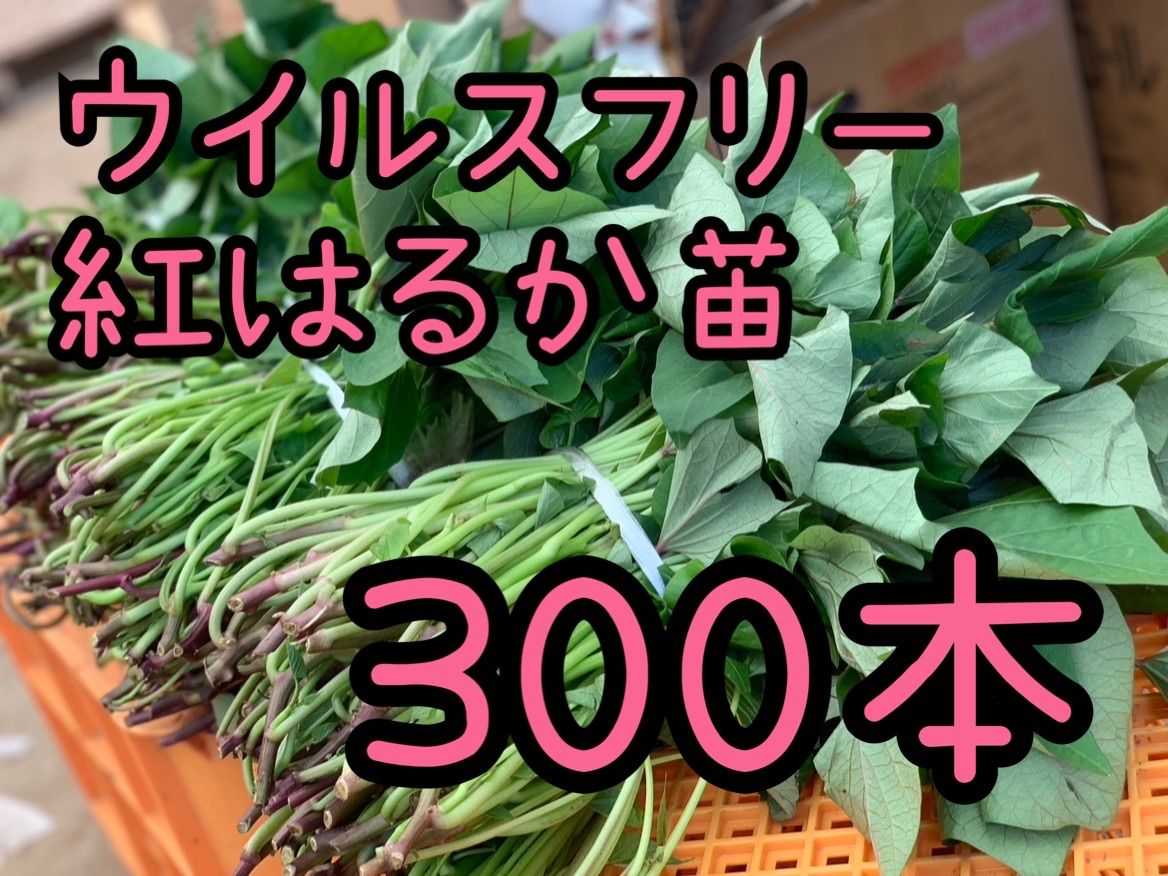 予約受付中 紅はるか苗 ウイルスフリー 300本 4月下旬から発送