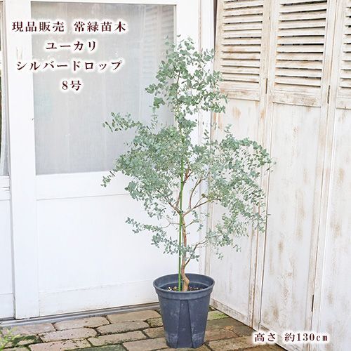 ユーカリ　シルバードロップ　ウサギテラコッタ鉢植え　苗　苗木　ウェルカムツリー ユーカリ シルバードロップ ウサギテラコッタ鉢植え 苗 苗木