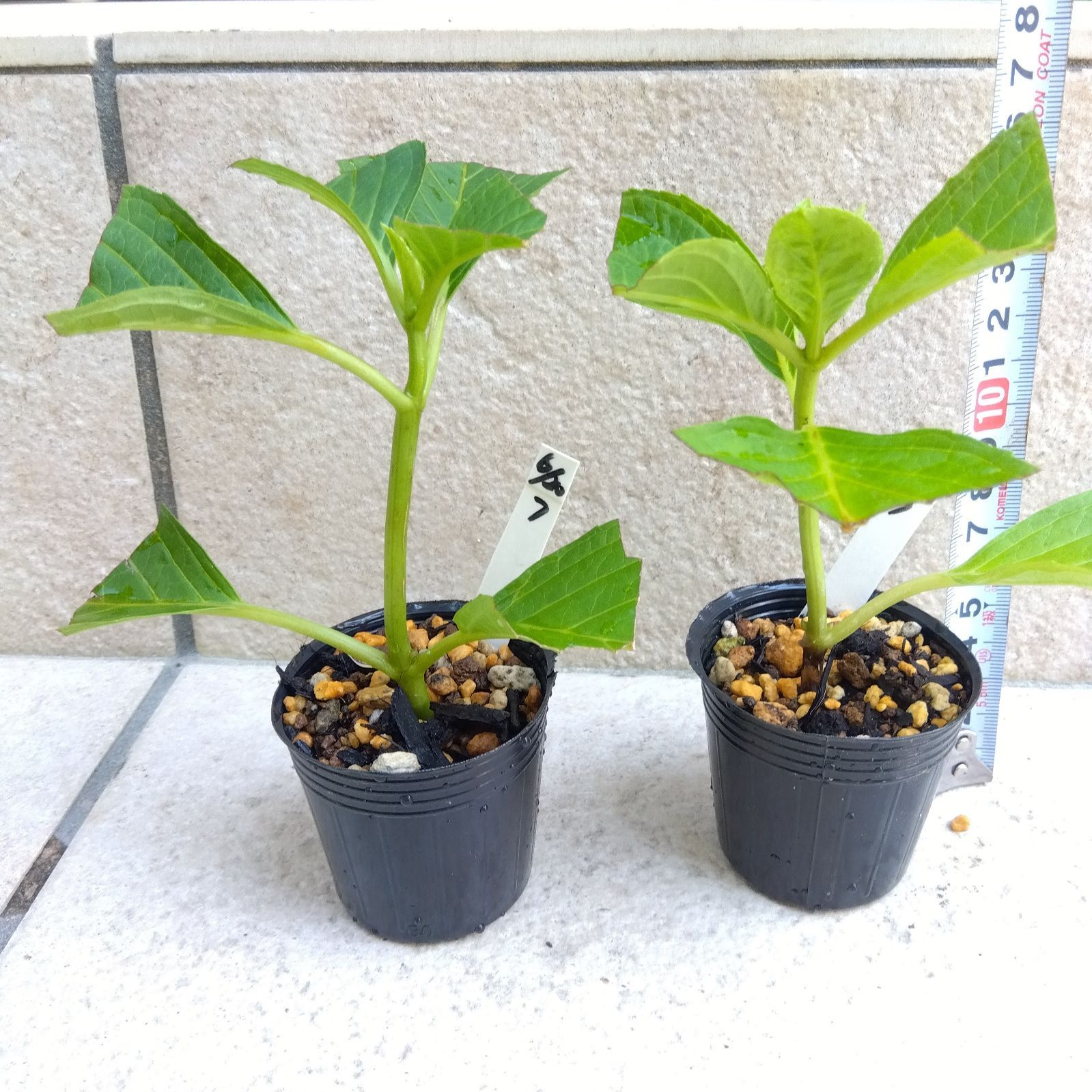 スモークツリー苗・苗木（ブランシュシュ）3号 215 耐えがたい