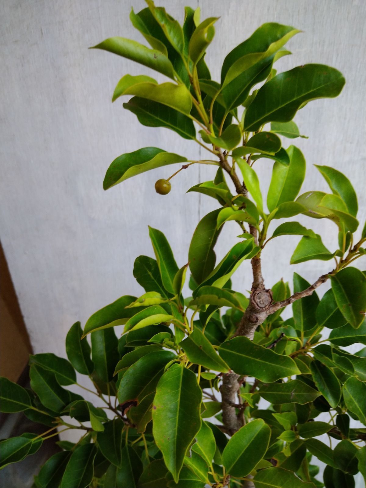 3 山採り　ソヨゴ　メス木 3 山採り ソヨゴ メス木 3 山採り ソヨゴ メス木 【公式通販】