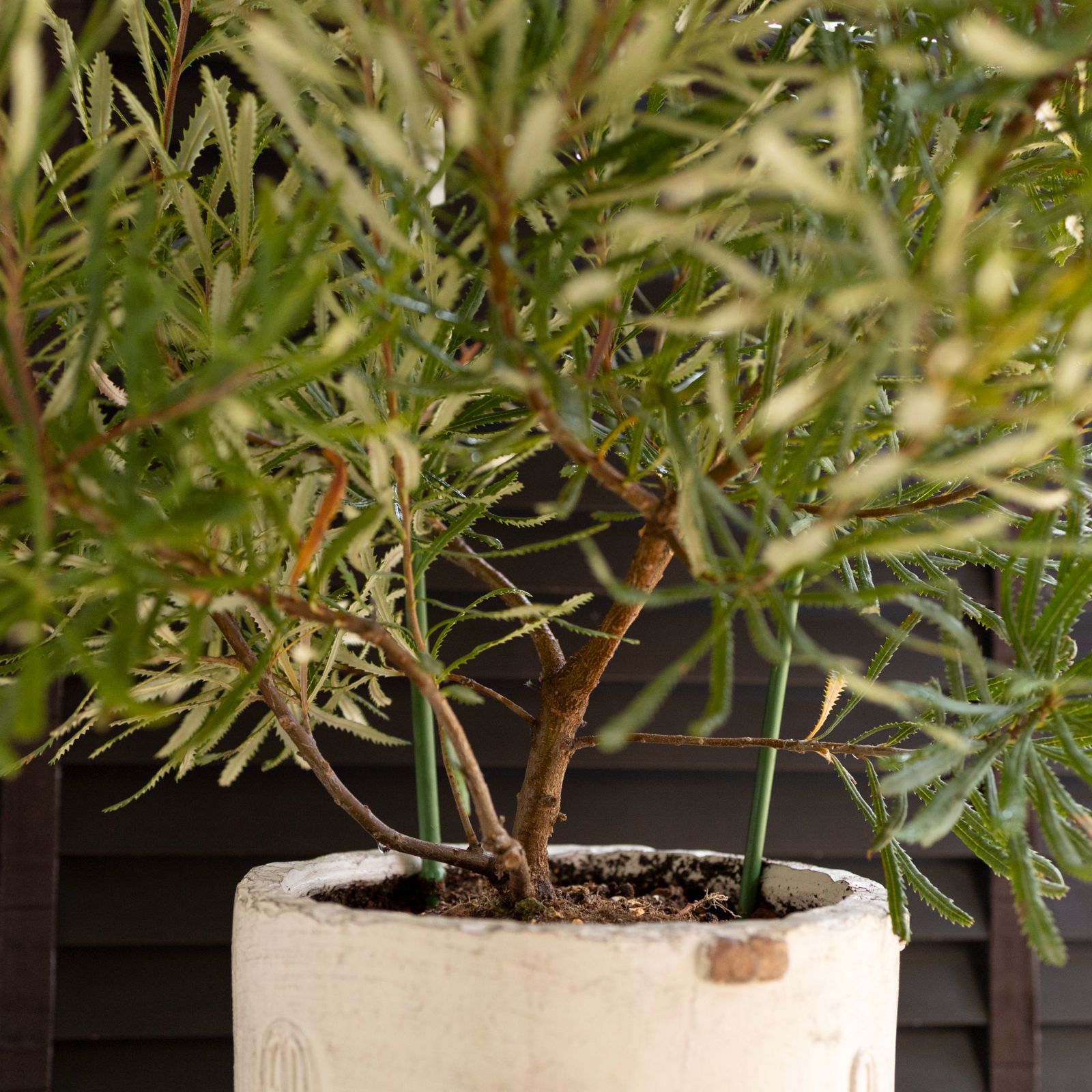 バンクシア スピヌローサ（ヘアピン）Banksia Spinulosa オージー