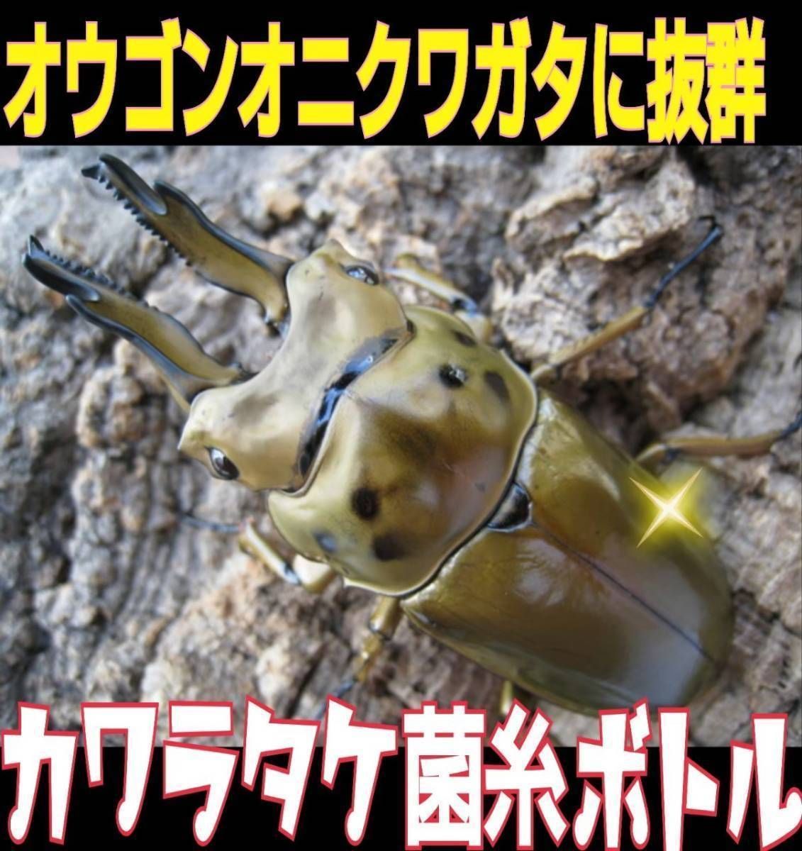 タランドゥス・オウゴンオニクワガタ、レギウスを大型化させる特殊