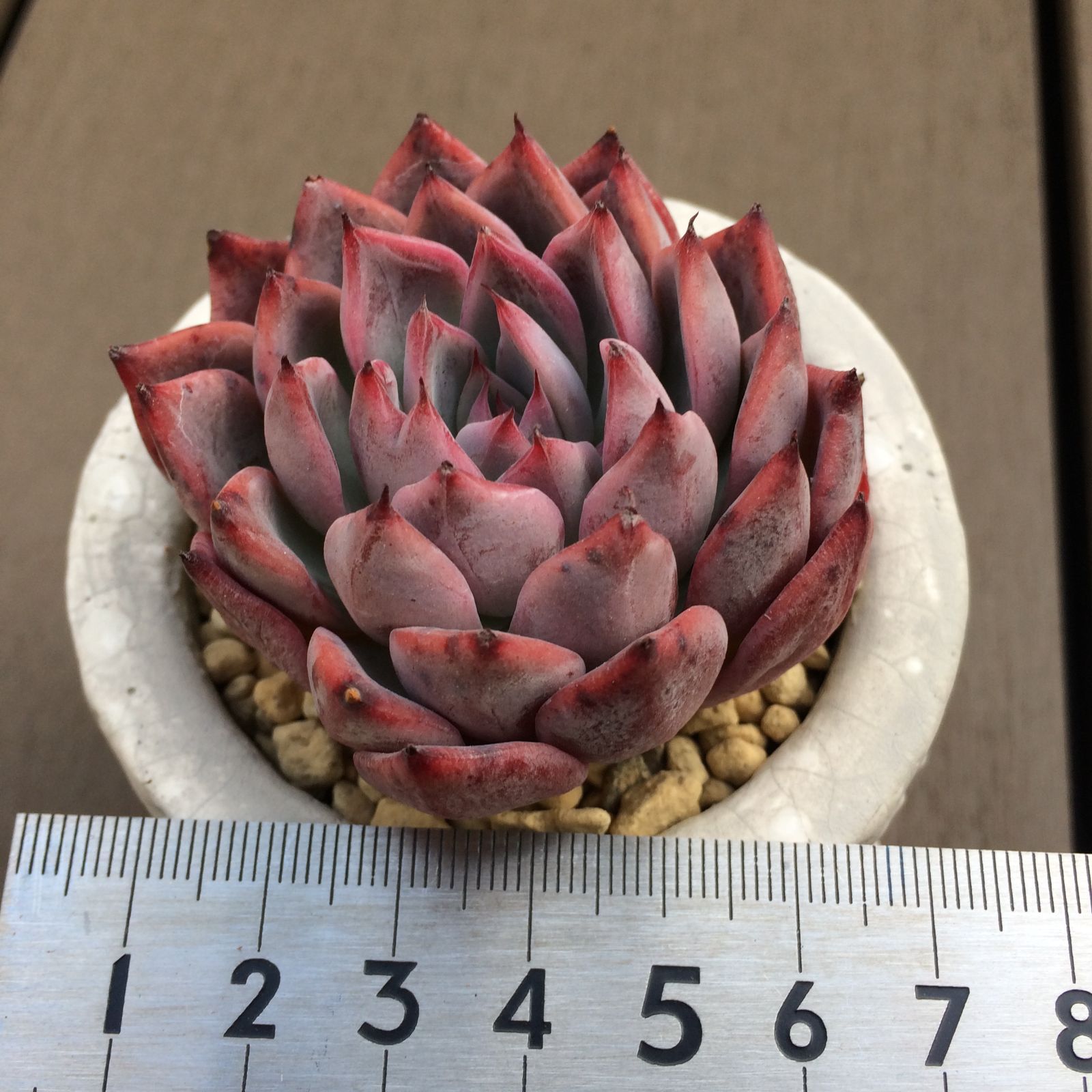エケべリア ブラックスワン 多肉植物韓国苗【ポコ多肉】 - メルカリ