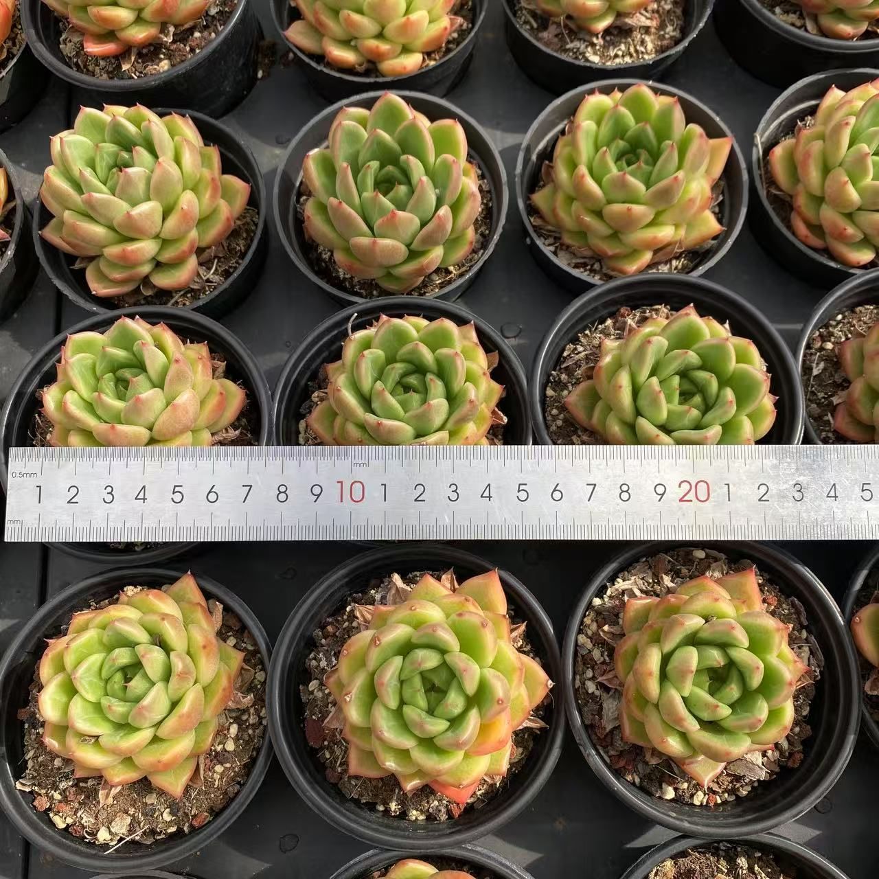 今期販売終了！多肉植物セット Amazon｜多肉植物 寄せ植え 苗 おまかせ MIX セット 誕生日祝い