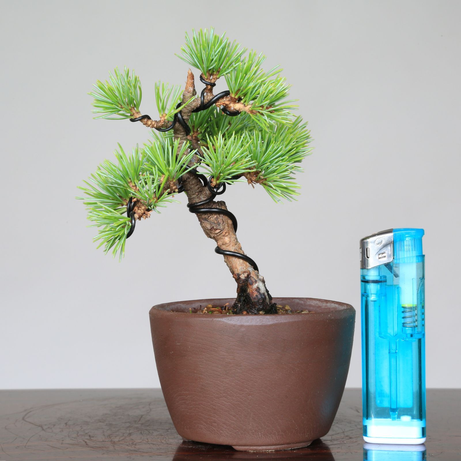 糸魚川真柏 ミニ盆栽【泰寿園 Online】現品 一点物 小品盆栽 真柏 松柏