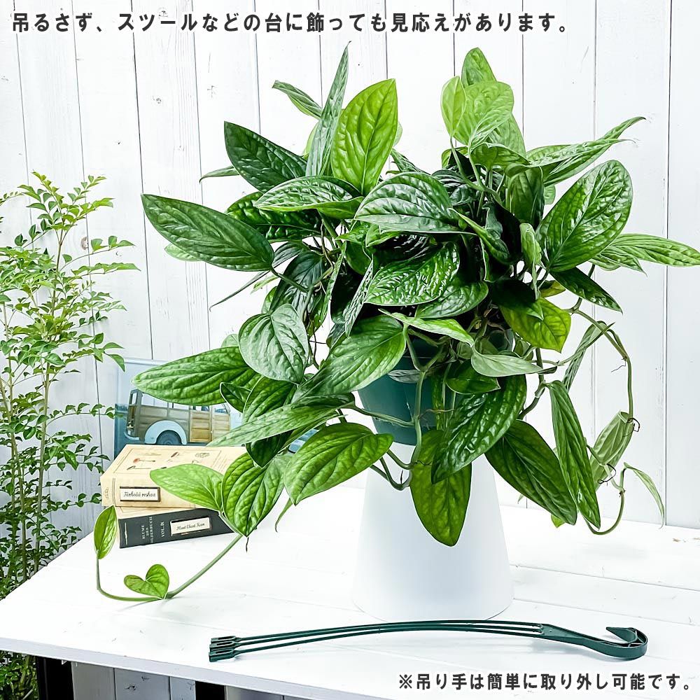 PLANCHU 観葉植物 モンステラ ジェイドシャトルコック 7号吊り鉢 育て方説明書付き Monstera karsteniana `Jade  Shuttlecock' - メルカリ