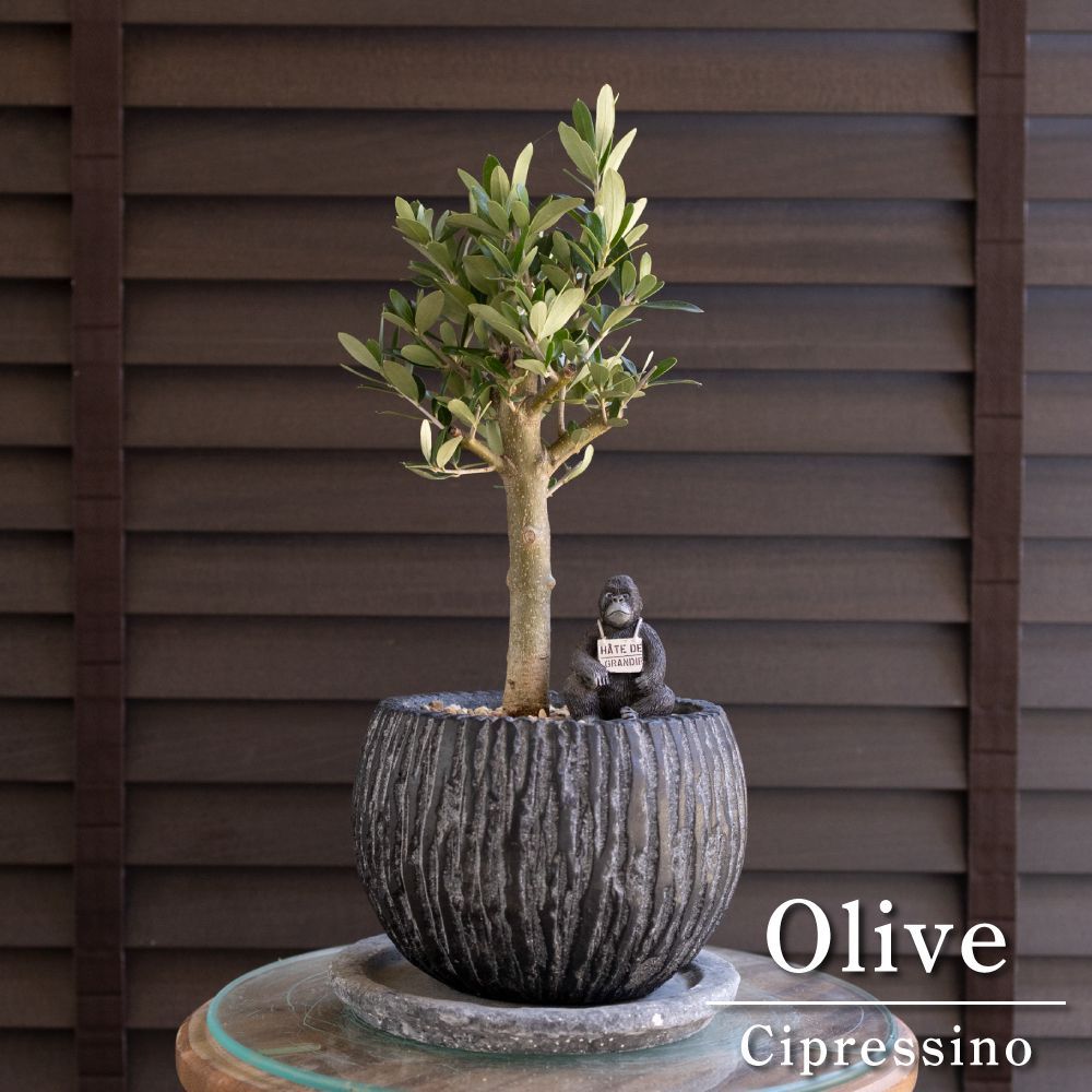 Olive オリーブの木 Cipressino シプレッシーノ 5号 盆栽 オリーブ 陶器鉢 0622BK
