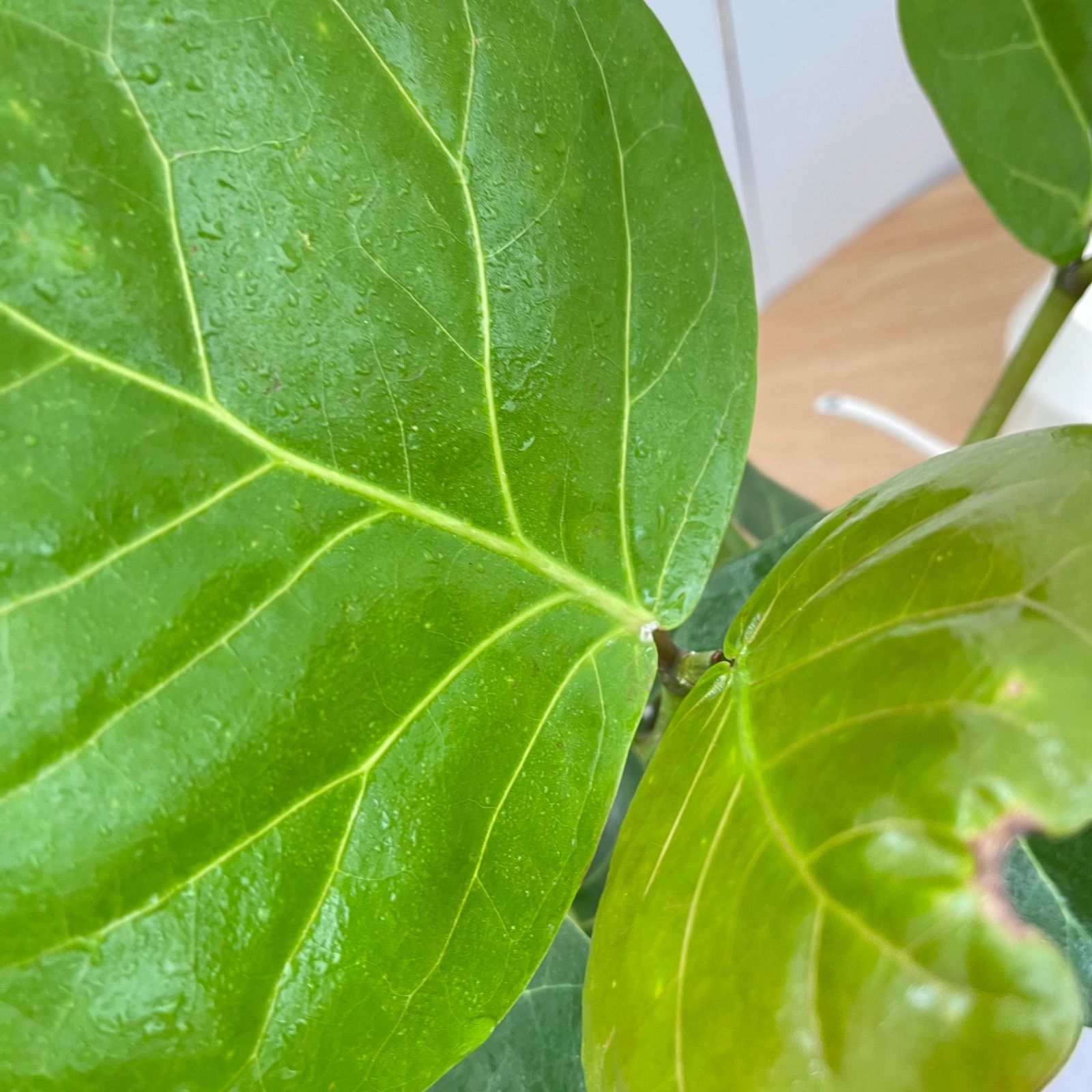 シーグレープ 曲がり 6【現品】観葉植物 大型 - メルカリ