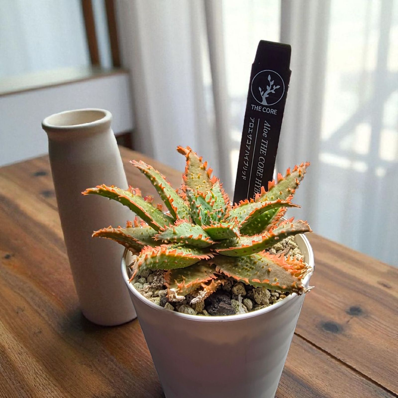 極上美株】アロエ ザ・コア ハイブリッド (Aloe 'THE CORE' HYBRID