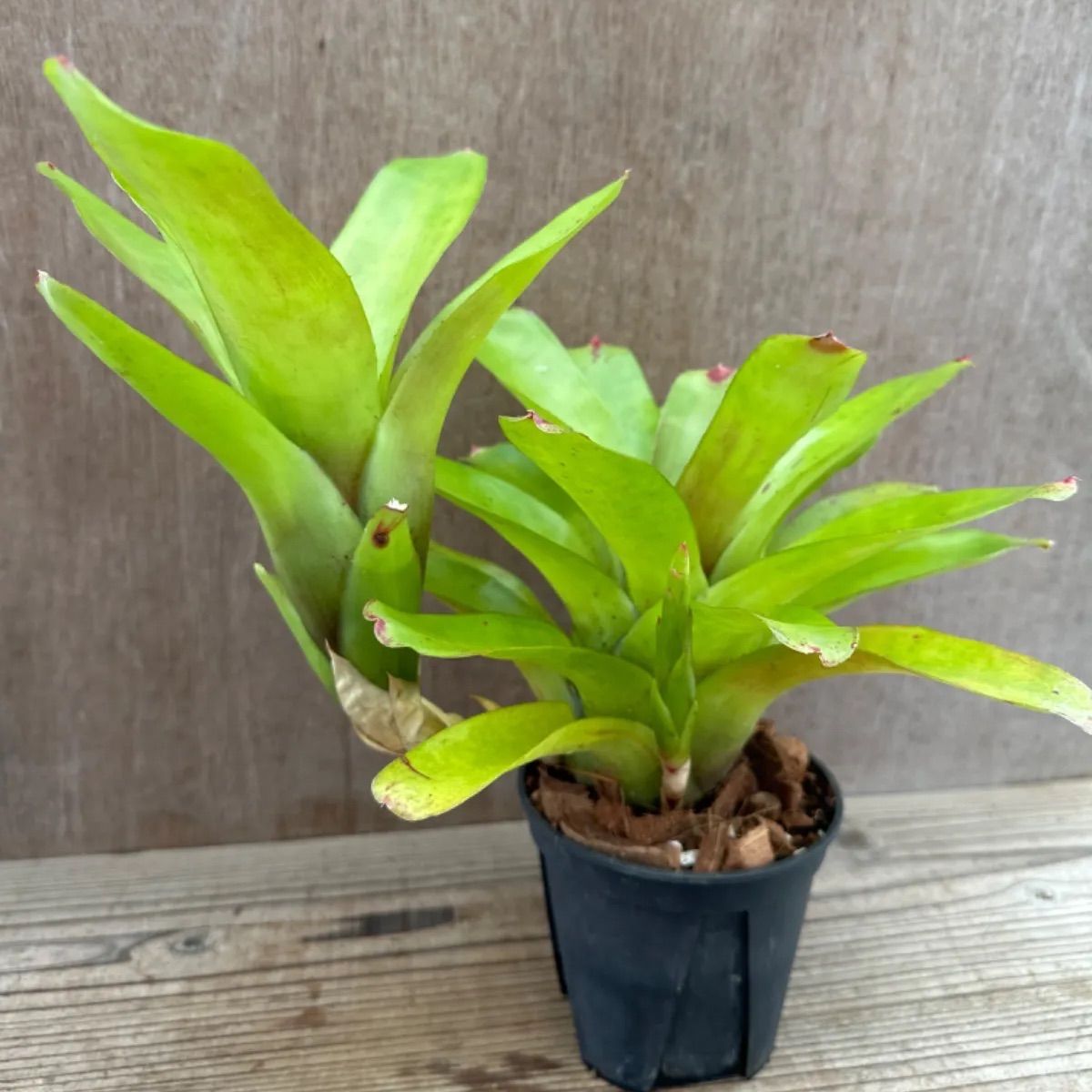 ネオレゲリア品種不明 3種セット 現品 観葉植物 観葉 植物 珍奇植物 