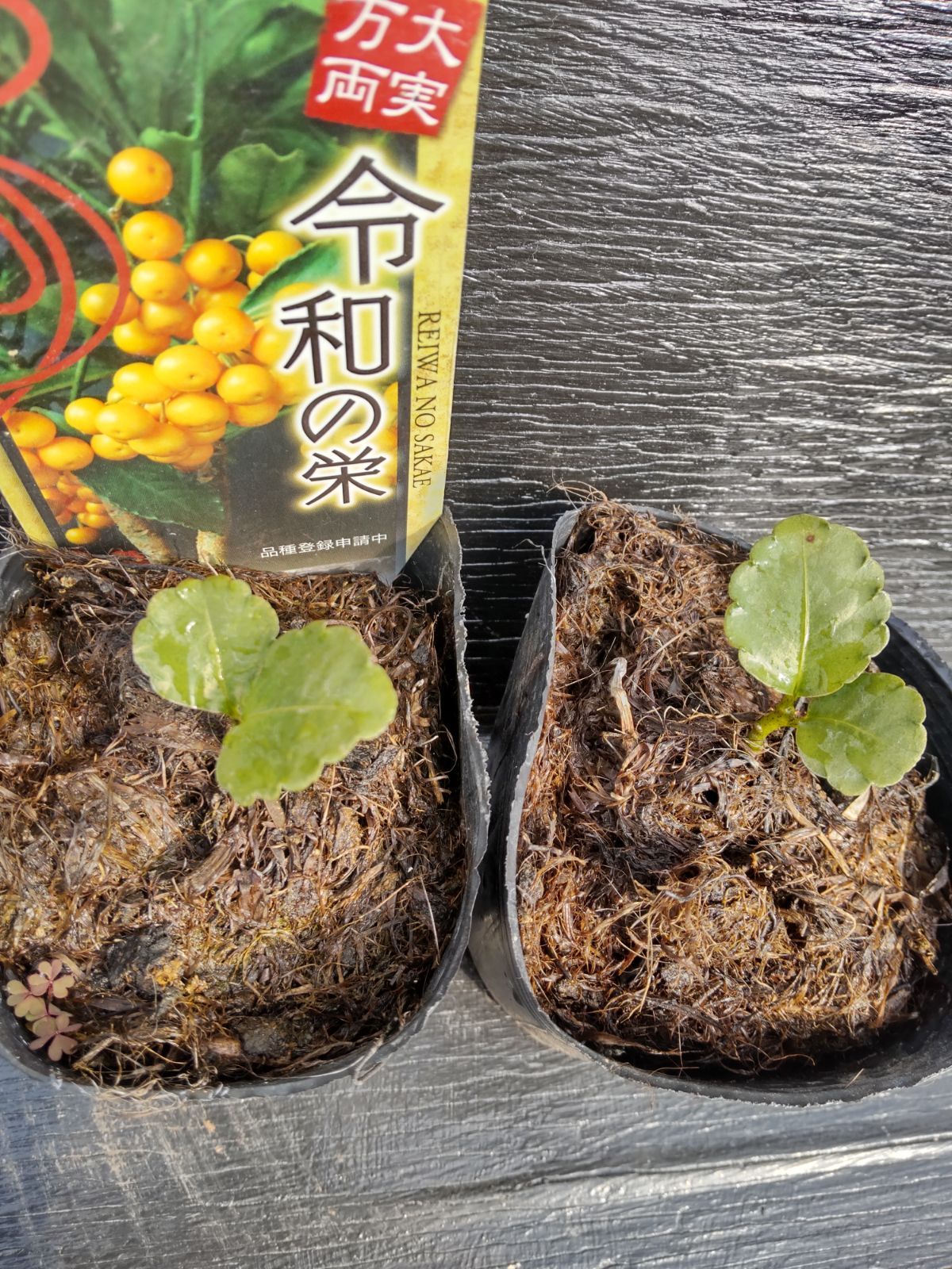 黄金万両 令和の栄 希少種 - 植物/観葉植物