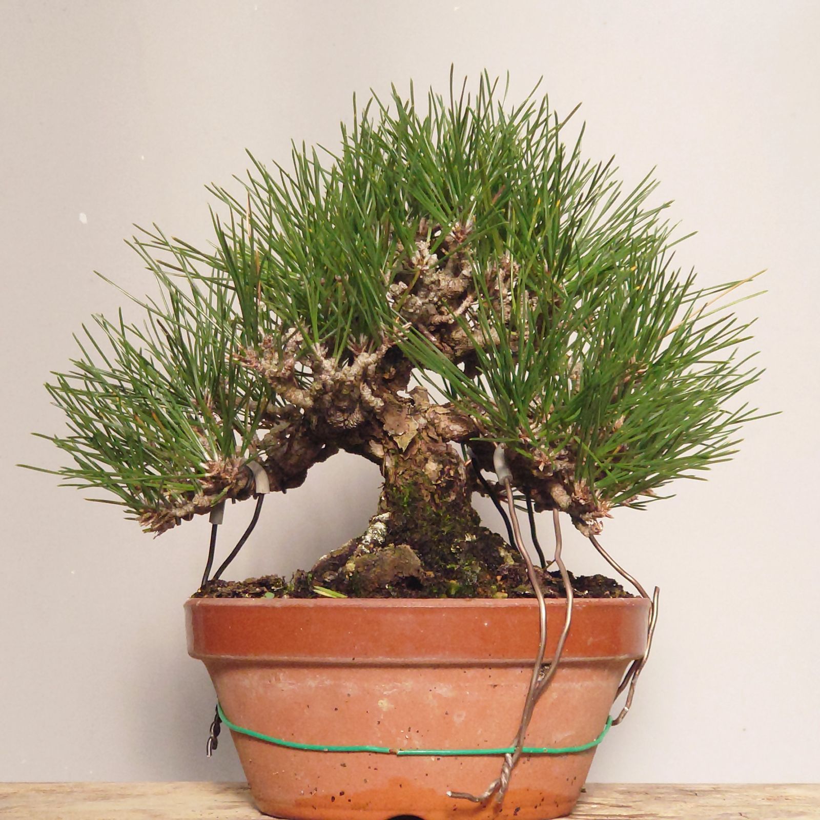 盆栽 五葉松 半懸崖 五葉松 (石槌五葉松) [半懸崖] 小品盆栽 五葉松(石