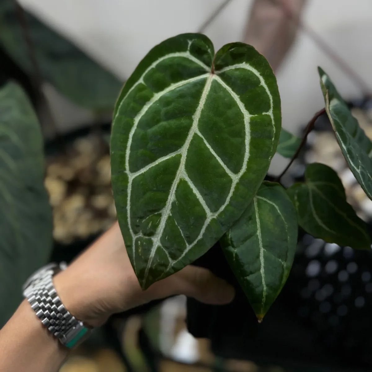 Anthuroom】Anthurium docblock 'Black widow' x 'Michelle' self