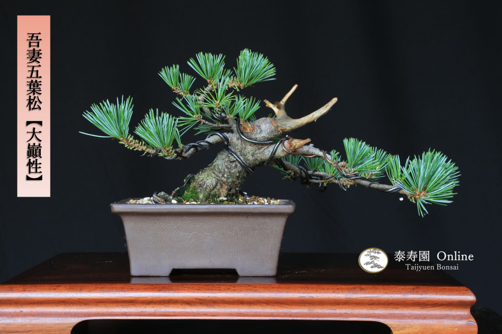 樹高3.5㎝極太　箱根サンショウバラ　薔薇　豆　ミニ　盆栽　真柏　黒松　五葉松 樹高3.5㎝極太 箱根サンショウバラ 薔薇 豆 ミニ 盆栽 真柏 黒松 五葉松