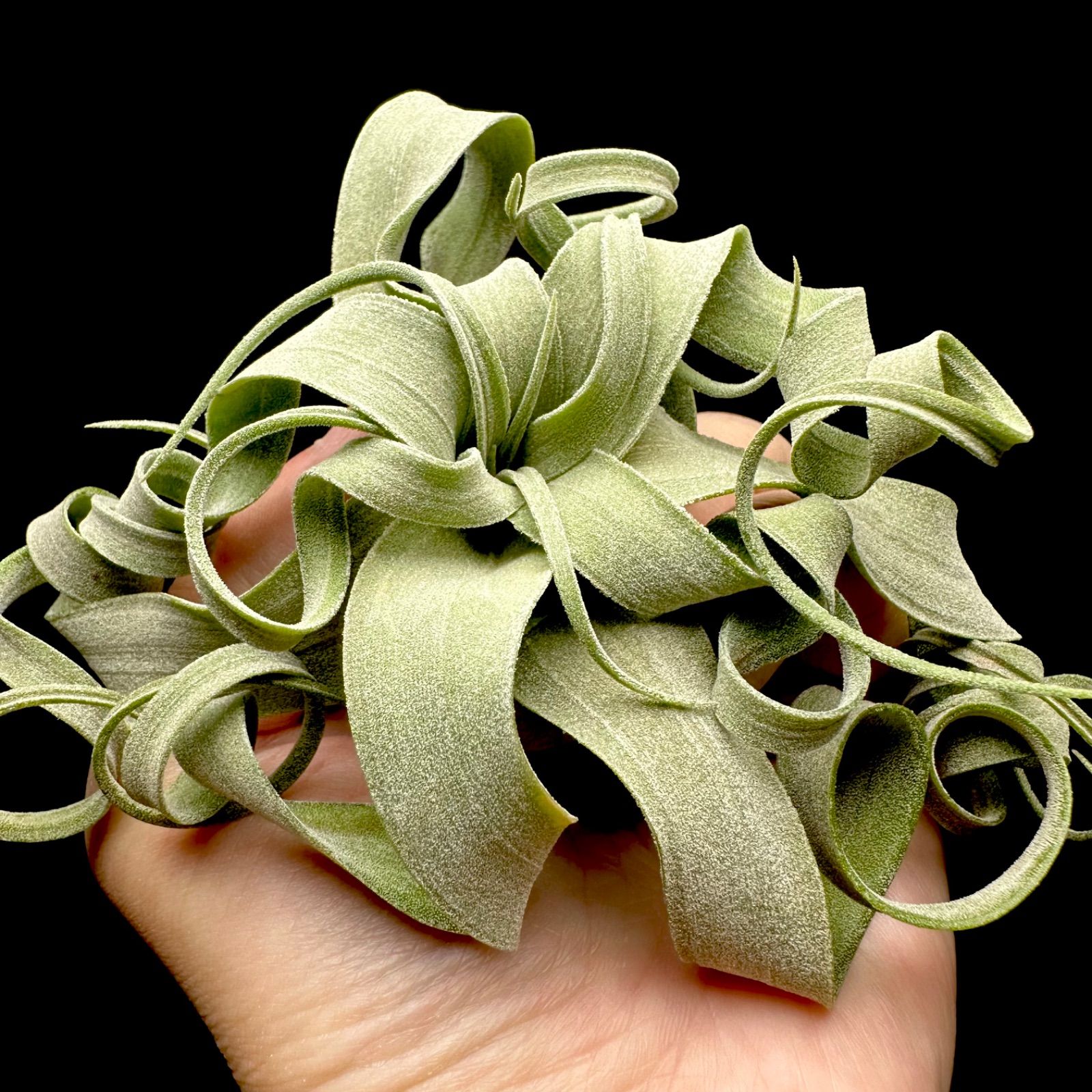 メルカリ人気No1】Tillandsia 'streptophylla' チランジア ストレプト