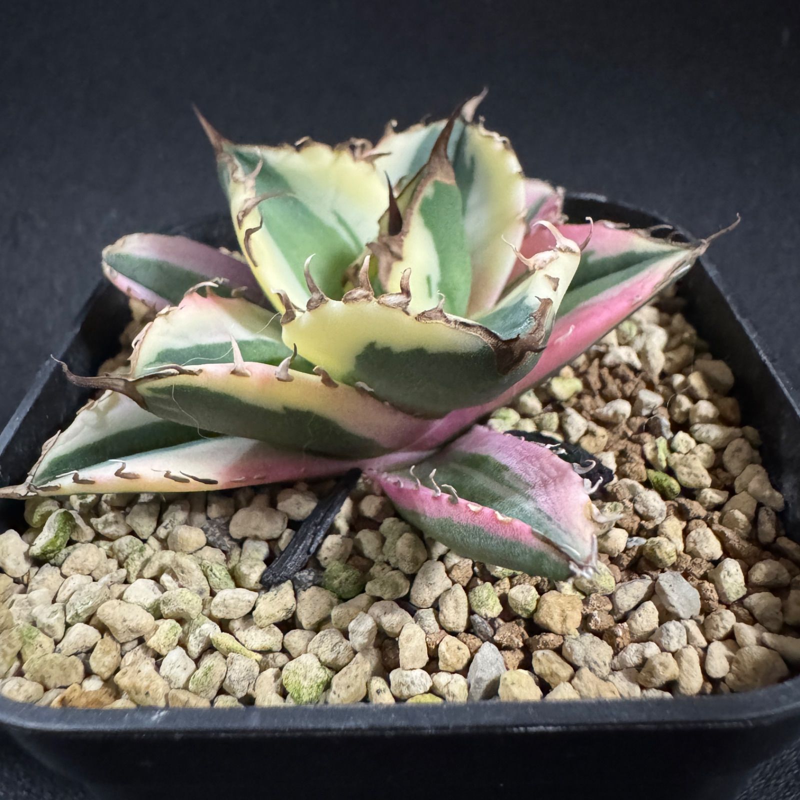 o*n様 月晃殿からの実生 大株 鉢植え メルカリ便送料込み o*n様 月晃殿からの実生 大株 鉢植え メルカリ便送料込み - メルカリ