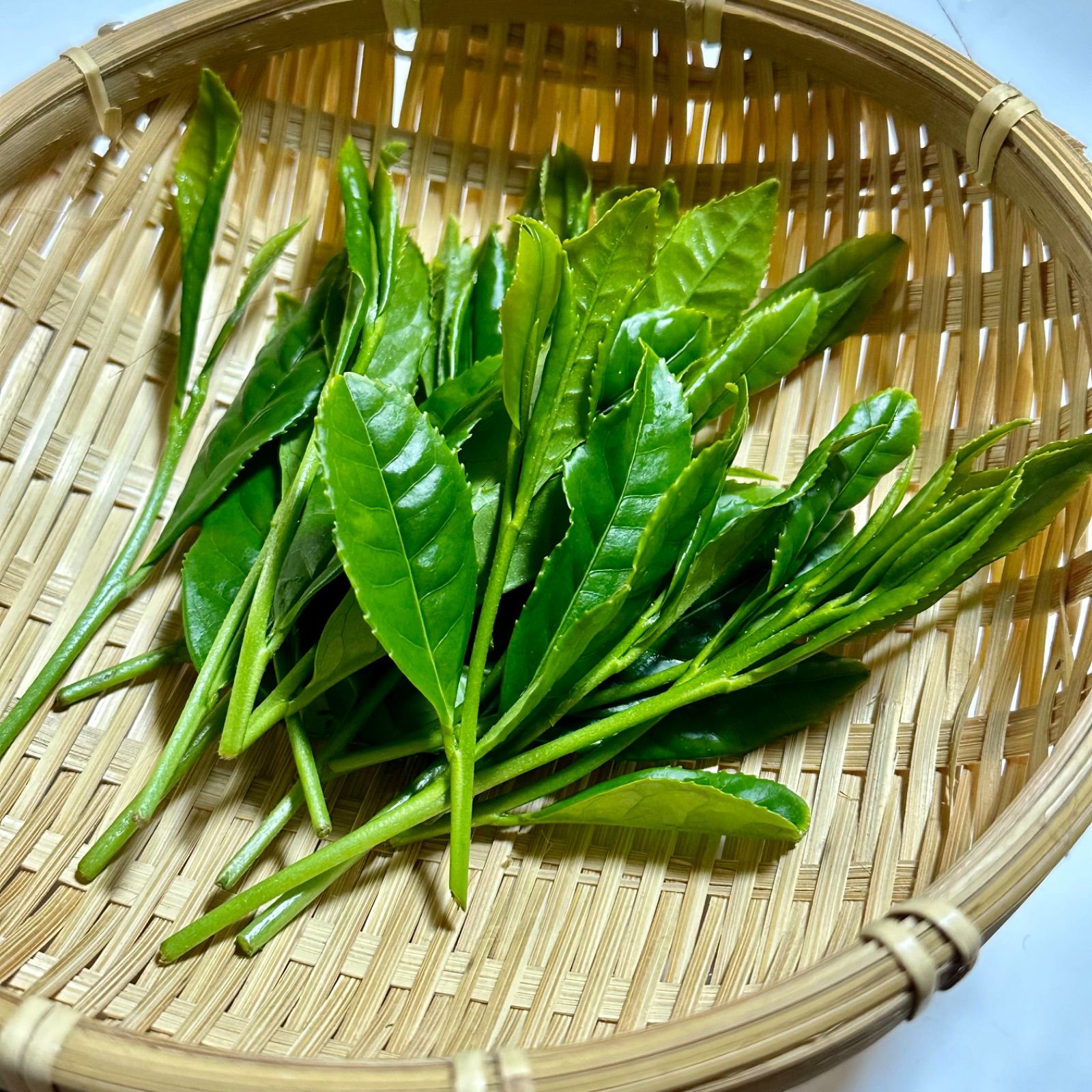 セール中！新茶！手摘み特上煎茶 農家直販 100g 静岡川根茶 送料