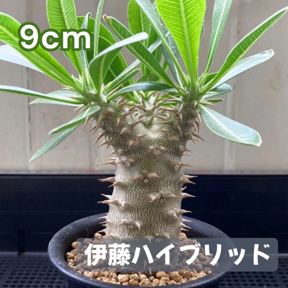 塊根植物 パキポディウム 伊藤ハイブリッド - メルカリ