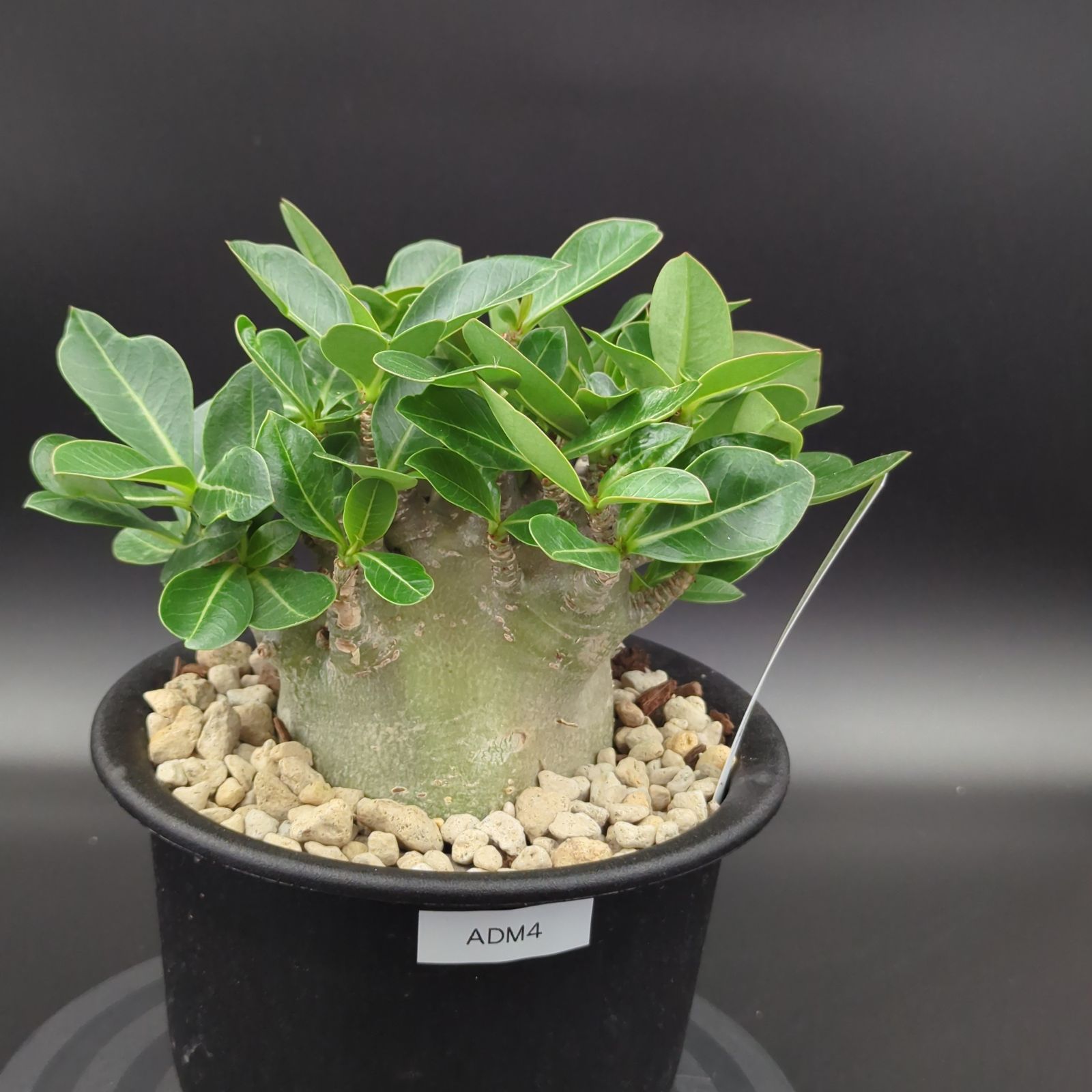 5号サイズ【塊根植物】アデニウム アラビカム モンスター 鉢ごと