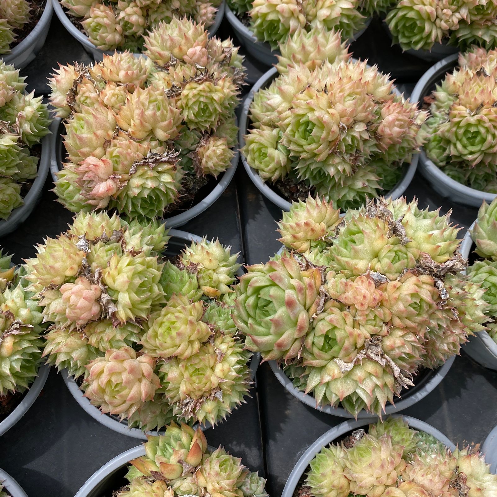 多肉植物 佐川急便発送